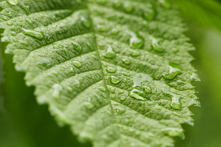 raindrops on green leaf, close up outdoor photo
