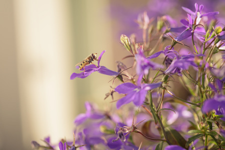 closeup photo of lobelia flowers with insect, shallow depth of field