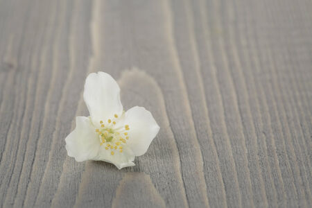 jasmine flowers on old wood table, simple rustic styleの写真素材