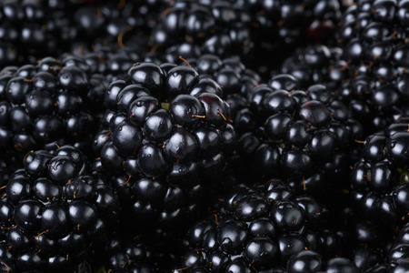 ripe organic blackberries close up, organic food background