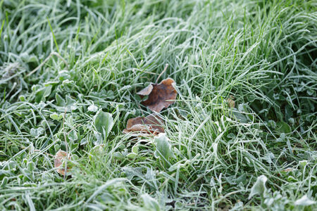 frosted linden leaves on grass, autumn timeの写真素材