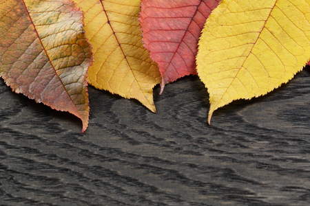 autumn cherry leaves on old oak table, directly from aboveの写真素材