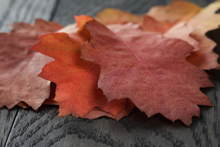 autumn red oak leaves on old oak table, rustic styleの写真素材