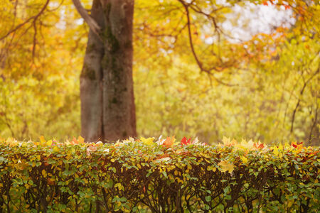 bush covered with autumn maple leaves, fall backdropの写真素材