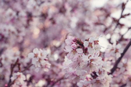 japan cherry sakura flowers in bloom, closeup photoの写真素材