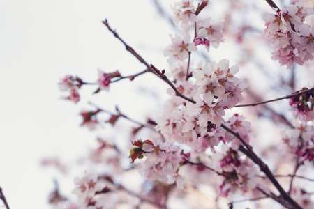 japan cherry sakura flowers in bloom, closeup photoの写真素材