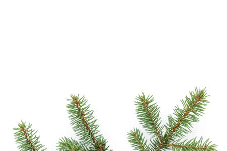 spruce twig on white background, christmas backdropの写真素材