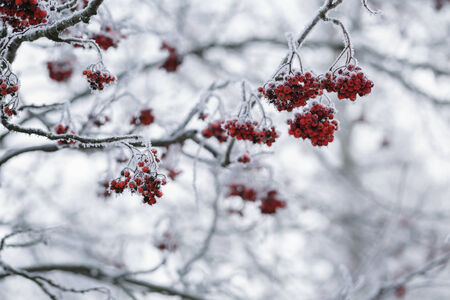 rowanberries covered with hoarfrost in the winter morning, seasonal photoの写真素材
