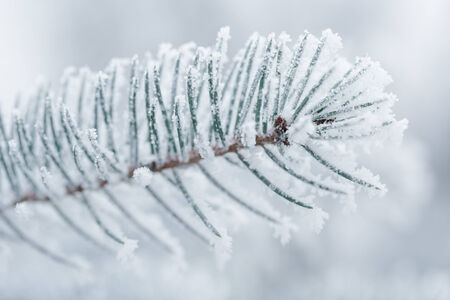 frosty fir twigs in winter covered with rime, closeup photoの写真素材