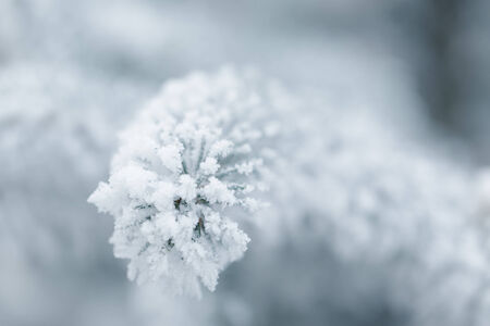 winter background with frosty fir branches, copy space on the left