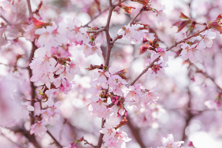 sakura in bloom close up photoの写真素材