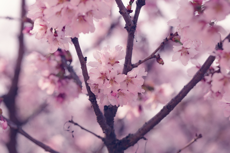 sakura in bloom close up photo, effect toned photoの写真素材