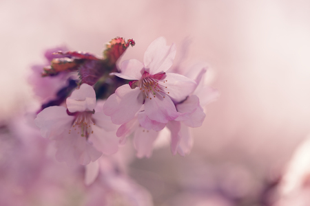 sakura in bloom close up photo, effect toned photoの写真素材