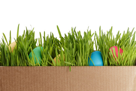Easter eggs on fresh green grass over white backgroundの写真素材