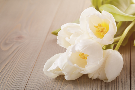 beautiful  white tulips on wooden background with copy space, springtimeの写真素材