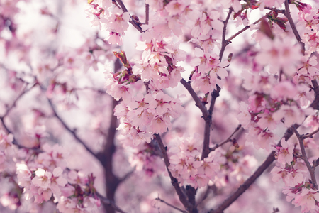 sakura in bloom close up photo, effect toned photoの写真素材