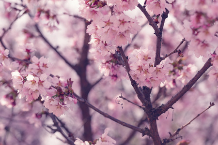 sakura in bloom close up photo, effect toned photoの写真素材
