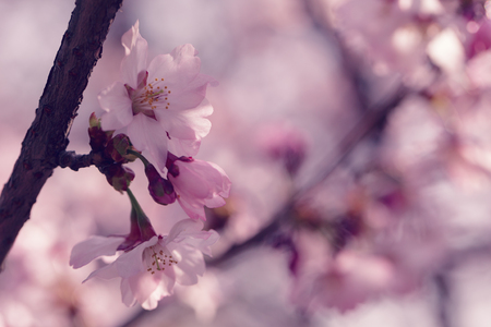 sakura in bloom close up photo, effect toned photoの写真素材