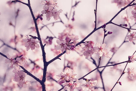 sakura in bloom close up photo, effect toned photoの写真素材