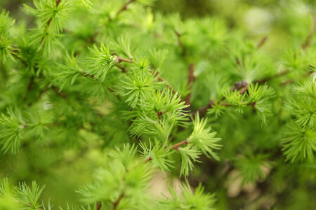small larix tree leaves close up, springtime photoの写真素材