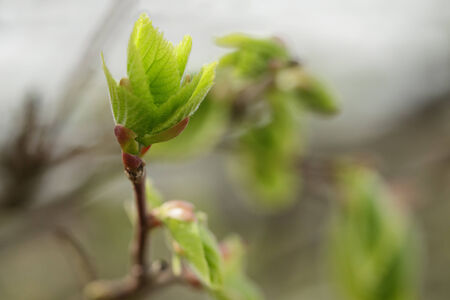 first leaves and buds on linden tree, springtime photoの写真素材