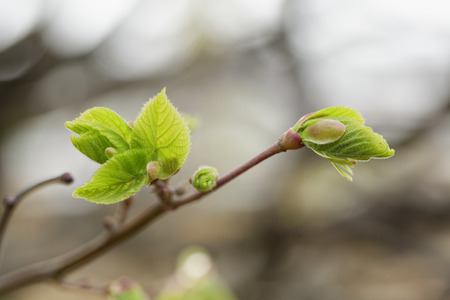 first leaves and buds on linden tree, springtime photoの写真素材