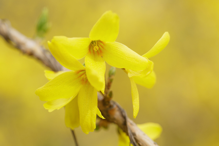 closeup of forsythias flowers in bloom, springtime photoの写真素材