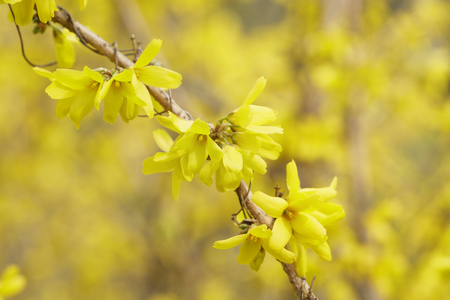closeup of forsythias flowers in bloom, springtime photoの写真素材