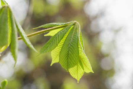 young chestnut leaves close up, springtime photoの写真素材