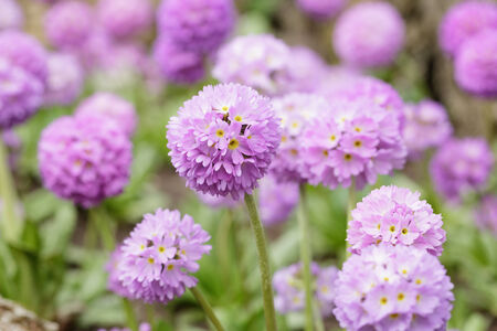 spheric primula in bloom, close up spring photoの写真素材