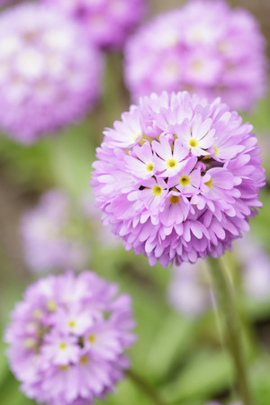 spheric primula in bloom, close up spring photoの写真素材