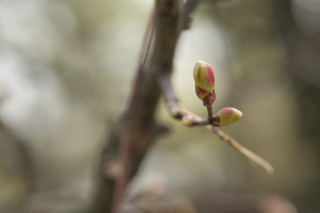Buds of maple springtime close up photoの写真素材