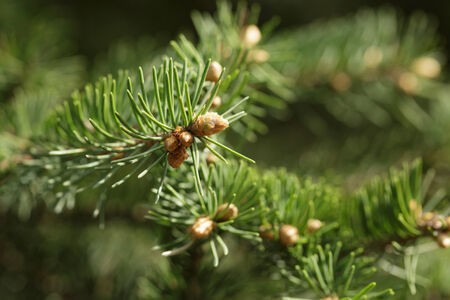 closeup photo of fir branch with buds, springtimeの写真素材