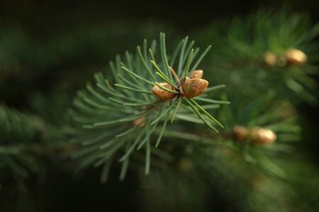 closeup photo of fir branch with buds, springtimeの写真素材