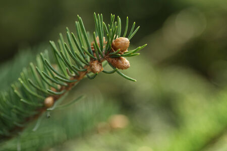 closeup photo of fir branch with buds, springtimeの写真素材