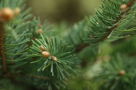 closeup photo of fir branch with buds, springtime