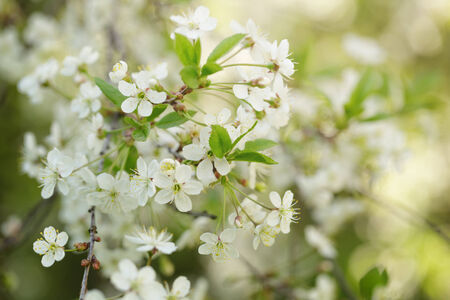 white flower of pear blossoms in spring, closeup photoの写真素材