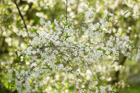 white flower of pear blossoms in spring, closeup photoの写真素材