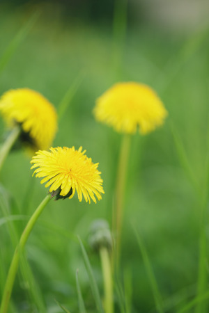 yellow dandelions on field, springtime closeup photoの写真素材