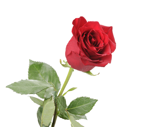 Single red rose isolated, on white backgroundの写真素材