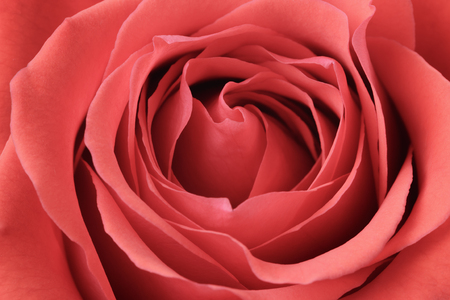 beautiful macro photo of rose rose, closeup shotの写真素材