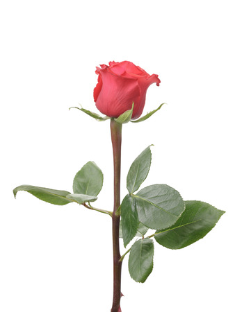 Single rose rose isolated, on white backgroundの写真素材