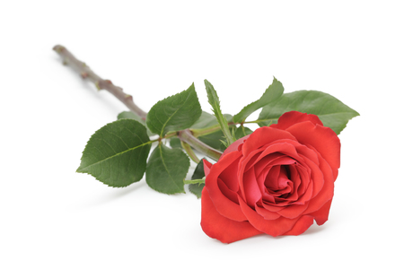 single red rose isolated on white backgroundの写真素材