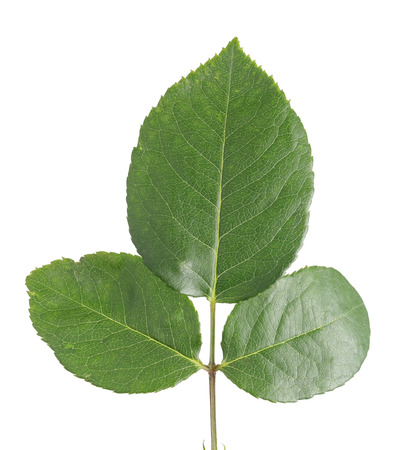 rose leaves close up isolated on white backgroundの写真素材