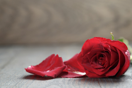 One red rose on oak wood table, copy space for textの写真素材