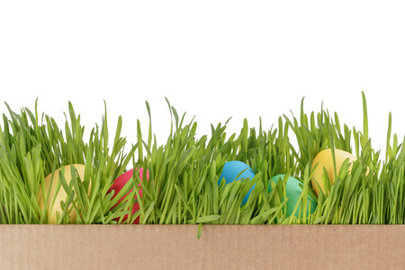 Easter eggs on fresh green grass over white backgroundの写真素材