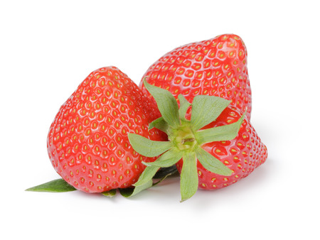 Beautiful organic fresh strawberries directly from gardenの写真素材