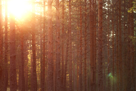 warm summer sunset in pine forestの写真素材