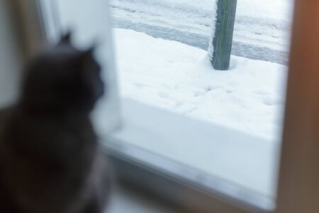 gray cat looking uotside from windowの写真素材