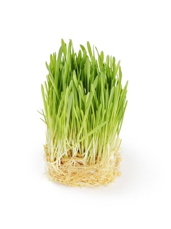 fresh oat green grass isolated on white backgroundの写真素材